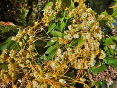 Cuscuta arvensis