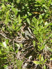 Apalis thoracica capensis