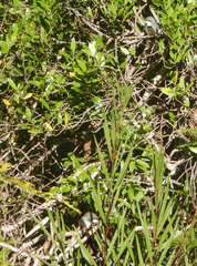 Apalis thoracica capensis