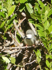 Apalis thoracica capensis