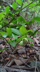Pyrostria