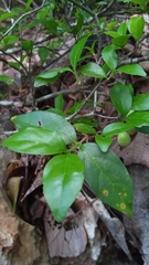 Pyrostria