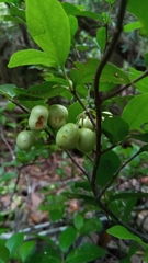 Pyrostria