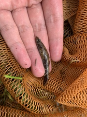 Oxyeleotris marmorata