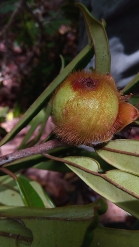 Diospyros urschii