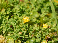 Hypericum japonicum