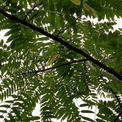 Toona sinensis