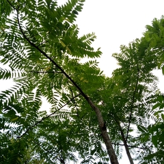 Toona sinensis