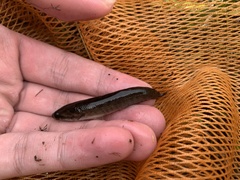 Channa striata