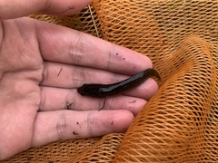 Channa striata