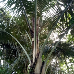 Arenga pinnata