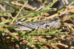 Melanoplus complanatipes
