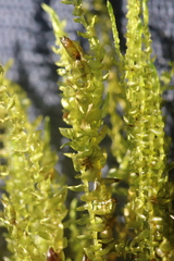 Calliergon megalophyllum