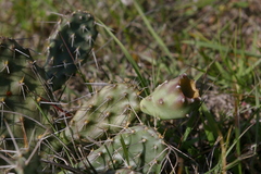 Opuntia megarrhiza