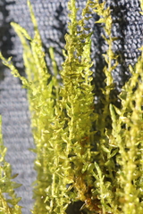 Calliergon megalophyllum