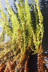 Calliergon megalophyllum