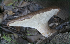 Polyporus mcmurphyi