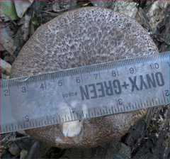 Polyporus mcmurphyi