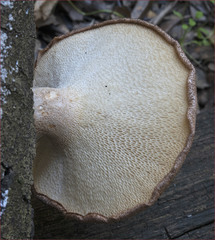 Polyporus mcmurphyi