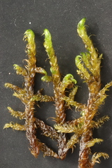 Hamatocaulis lapponicus