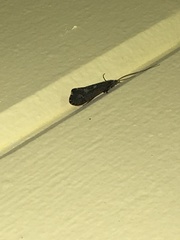 Glyphopsyche irrorata