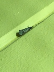 Glyphopsyche irrorata