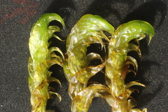 Hamatocaulis lapponicus