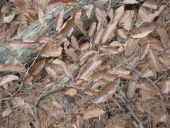 Lindera glauca