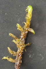 Hamatocaulis lapponicus