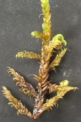 Hamatocaulis lapponicus