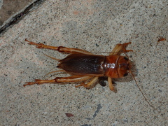 Tarbinskiellus portentosus