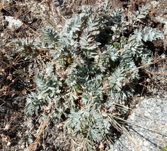 Potentilla breweri
