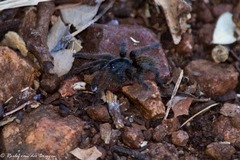 Harpactirinae