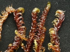 Hamatocaulis lapponicus