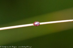 Rhipicephalus sanguineus