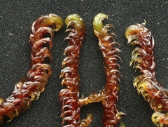 Hamatocaulis lapponicus