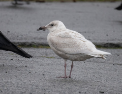 Larus glaucescens × hyperboreus