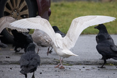 Larus glaucescens × hyperboreus