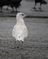 Larus glaucescens × hyperboreus