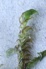 Hamatocaulis lapponicus