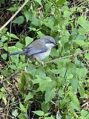 Apalis thoracica claudei