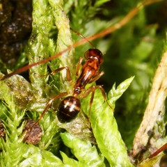 Camponotus subbarbatus