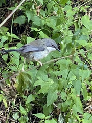 Apalis thoracica claudei