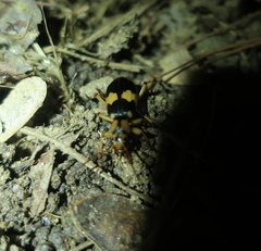 Pheropsophus jessoensis