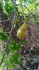 Salacia
