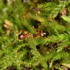 Camponotus subbarbatus