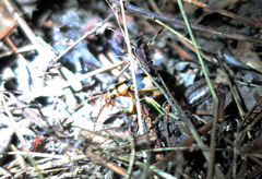 Pheropsophus jessoensis