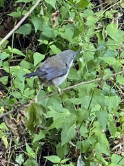 Apalis thoracica claudei