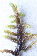 Hamatocaulis lapponicus