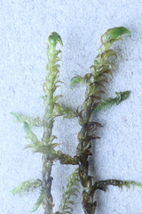 Hamatocaulis lapponicus